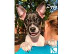 Adopt Ziggy a Rat Terrier / Mixed dog in Magnolia, TX (39145803)