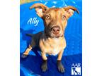 Adopt Ally a Dachshund / Carolina Dog / Mixed dog in Magnolia, TX (39145802)