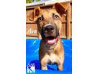 Adopt Ava a Dachshund / Black Mouth Cur / Mixed dog in Magnolia, TX (39145801)