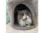 Adopt Lolita23 a Persian / Mixed (medium coat) cat in Youngsville, NC (39139881)