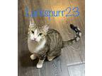 Adopt Larkspurr23T a Domestic Shorthair / Mixed (short coat) cat in Youngsville