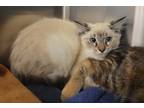 Adopt Miel a Siamese / Mixed (long coat) cat in Toms River, NJ (39183987)