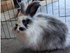 Adopt Tortellini a Angora, English / Mixed (short coat) rabbit in Napa