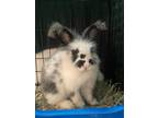 Adopt Rigatoni a Angora, English / Mixed (short coat) rabbit in Napa