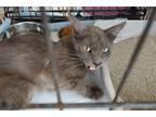 Adopt Gremlin a Domestic Mediumhair / Mixed (short coat) cat in Brownwood