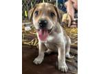 Adopt Cindy a Tan/Yellow/Fawn Golden Retriever / Beagle / Mixed dog in Upper