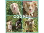 Adopt Cooper a Merle Australian Shepherd / Mixed dog in Blacksburg