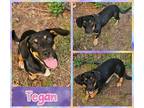 Adopt Tegan a Black - with Tan, Yellow or Fawn Dachshund / Mixed dog in