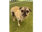 Adopt Cheeto a Pug / Mixed dog in Gardena, CA (39183946)