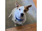 Adopt Dotty a White - with Tan, Yellow or Fawn Labrador Retriever / Cattle Dog /