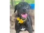 Adopt Joan Jett a Black - with White Labrador Retriever / Beagle / Mixed dog in