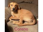 Adopt Corene a Red/Golden/Orange/Chestnut Labrador Retriever / Australian Cattle