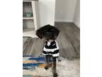 Adopt Remy a Black - with White Aussiedoodle / Mixed dog in Belmont