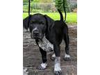 Adopt Mochi a Beagle / Labrador Retriever / Mixed dog in WAYNESVILLE