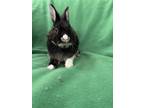 Adopt Chaney a Black Dwarf / Mixed (short coat) rabbit in West Palm Beach