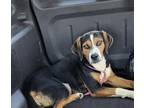 Adopt Sorna a Tricolor (Tan/Brown & Black & White) Beagle / Mixed dog in St