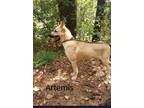 Adopt Artemis a Red/Golden/Orange/Chestnut German Shepherd Dog / Great Dane /
