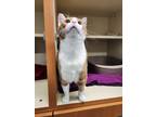 Adopt Thai a Domestic Shorthair / Mixed (short coat) cat in Bloomington