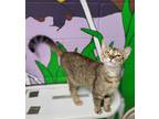 Adopt Peaches a Domestic Shorthair / Mixed (short coat) cat in Bloomington