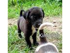 Adopt NurseryRhymes : King a Black Beagle / Labrador Retriever dog in Aurora
