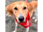 Adopt Jade a Labrador Retriever / Treeing Walker Coonhound / Mixed dog in