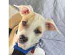Adopt Valley a Plott Hound / Terrier (Unknown Type, Medium) / Mixed dog in