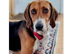 Adopt Copper1 a Foxhound / Terrier (Unknown Type, Medium) / Mixed dog in