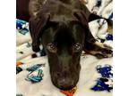 Adopt Donna a Hound (Unknown Type) / Terrier (Unknown Type