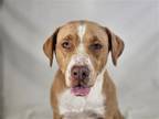 Adopt Sandy a Labrador Retriever / Terrier (Unknown Type