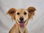 Adopt Dora a Chow Chow / Terrier (Unknown Type, Medium) / Mixed dog in