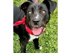 Adopt Yayla a Border Collie / Labrador Retriever / Mixed dog in Bloomfield