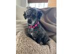 Adopt Daisy a Black Poodle (Miniature) / Mixed dog in Moyock, NC (39183500)