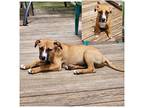 Adopt Brutow a Red/Golden/Orange/Chestnut - with White Pit Bull Terrier / Mixed