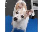 Adopt Lumpy a White - with Tan, Yellow or Fawn Jack Russell Terrier / Mixed