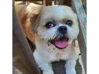 Adopt Kerfluffle a White - with Tan, Yellow or Fawn Pekingese / Shih Tzu / Mixed