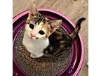 Adopt Precious Jewel a Calico or Dilute Calico Calico / Mixed (short coat) cat