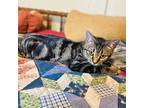 Adopt Sassy a Brown Tabby Domestic Shorthair / Mixed (short coat) cat in Laurel