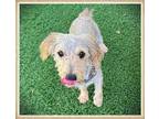 Adopt Felix a Gray/Blue/Silver/Salt & Pepper Dachshund / Jack Russell Terrier