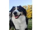 Adopt 0432 Max a Black - with White Australian Shepherd / Mixed dog in Ringwood
