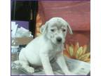 Adopt Arden a White Husky / Labrador Retriever dog in Sedalia, CO (39187417)