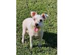 Adopt Ivy a White Miniature Schnauzer / Mixed dog in Milton, GA (39187402)