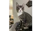 Adopt Randolph a Spotted Tabby/Leopard Spotted Domestic Shorthair cat in