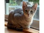 Adopt Leonardo a Gray, Blue or Silver Tabby Domestic Shorthair (short coat) cat