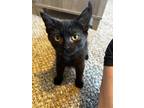 Adopt Bruce (23-205 C) a All Black Domestic Shorthair / Mixed (short coat) cat