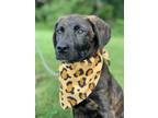 Adopt Amber a Plott Hound dog in Maryville, TN (39191029)