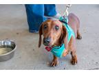 Adopt A.J. a Red/Golden/Orange/Chestnut Dachshund / Mixed dog in Mundelein