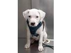 Adopt Penny a White - with Black Labrador Retriever / Boxer / Mixed dog in