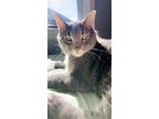 Adopt jersey a Gray or Blue Tabby / Mixed (medium coat) cat in Isle of Palms
