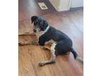 Adopt Jesse a Coonhound / Pointer / Mixed dog in Salt Lake City, UT (39183057)