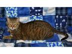 Adopt Concierge a Brown Tabby Domestic Shorthair / Mixed cat in Youngtown